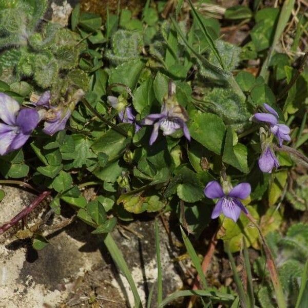 Viola riviniana Blüte