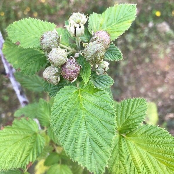 Rubus niveus Ліст