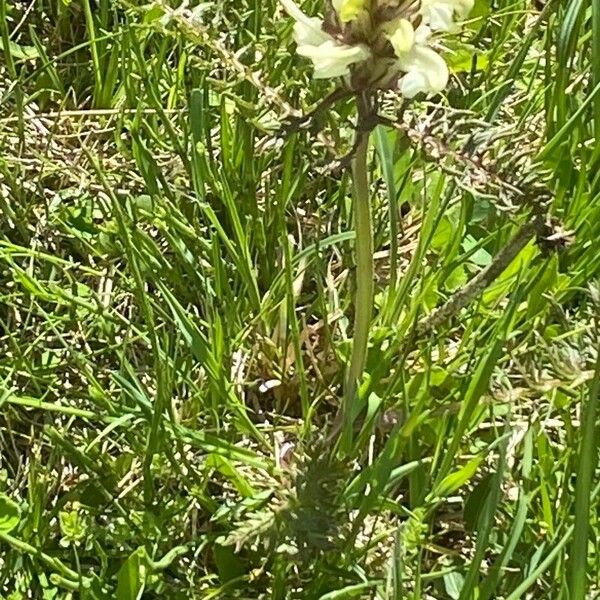 Pedicularis comosa Συνήθη χαρακτηριστικά