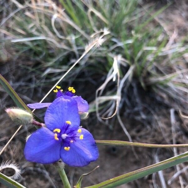 Tradescantia occidentalis Blüte