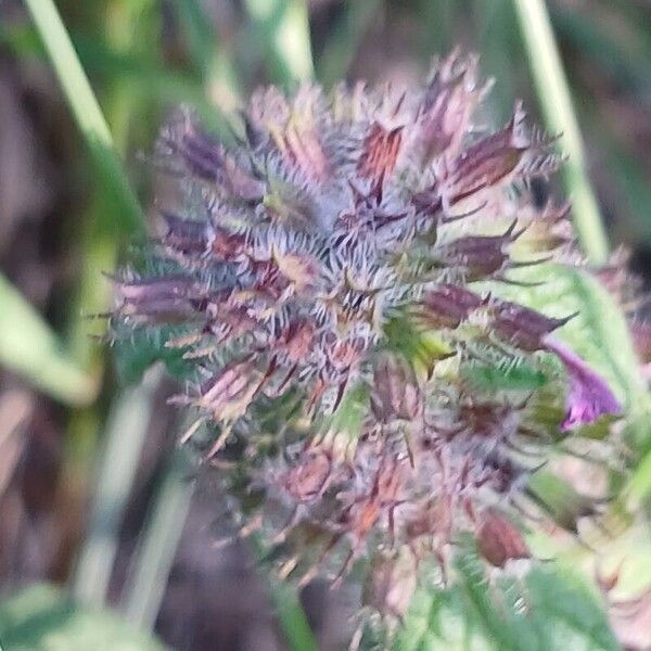 Clinopodium vulgare ᱮᱴᱟᱜ