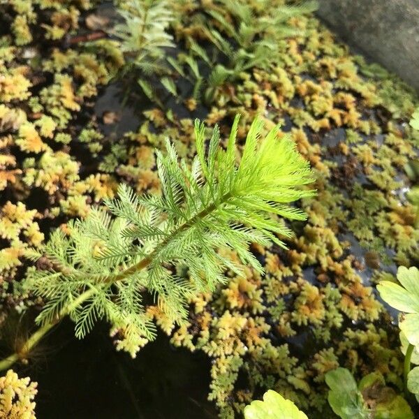 Myriophyllum verticillatum Лист