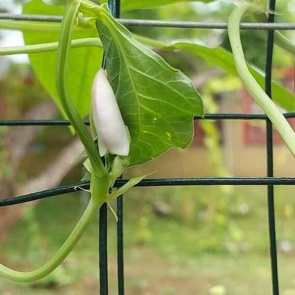 Vigna unguiculata Blomst