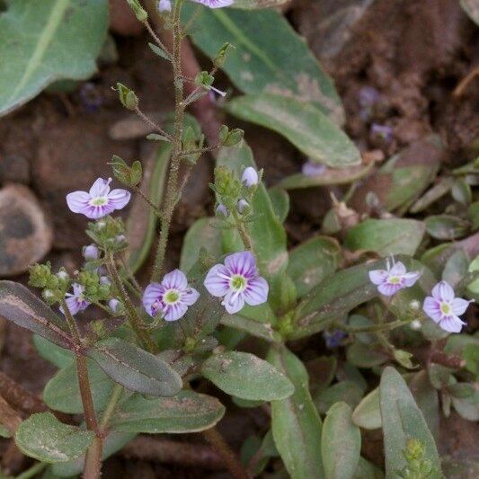 Veronica anagalloides 形態