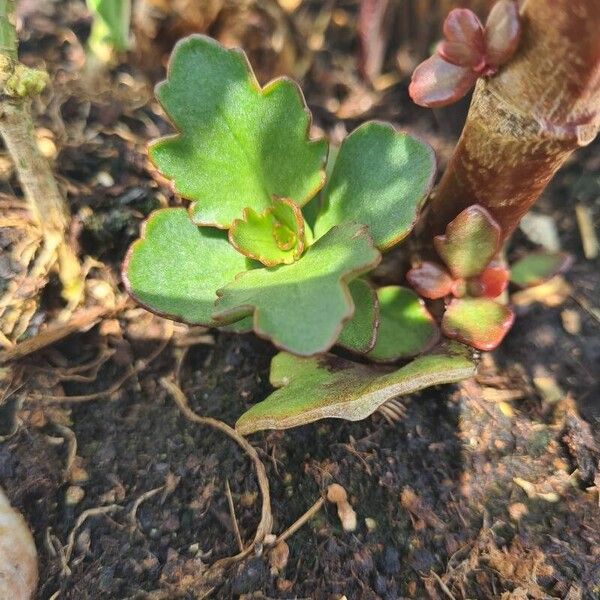 Kalanchoe crenata Yaprak