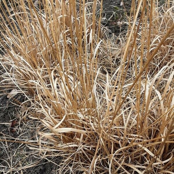 Molinia caerulea Folla