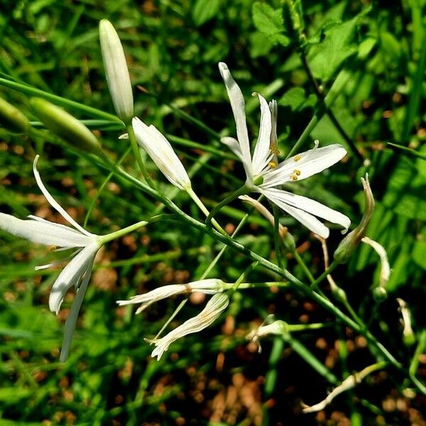 Anthericum liliago Floare