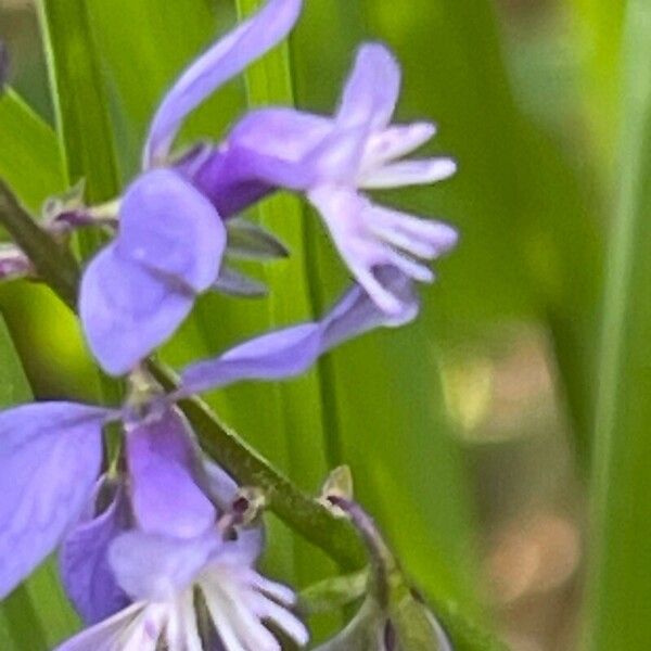 Polygala serpyllifolia 花