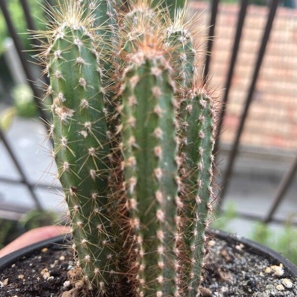 Cereus jamacaru Blatt