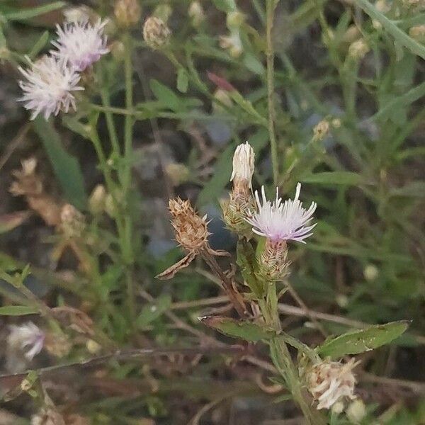 Centaurea diffusa Çiçek