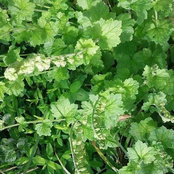 Tellima grandiflora Blomma