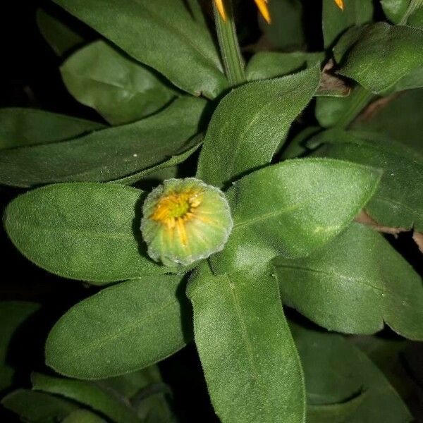 Calendula officinalis Lehti