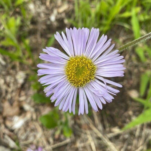 Erigeron glabellus Floare