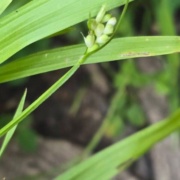 Carex blanda Λουλούδι