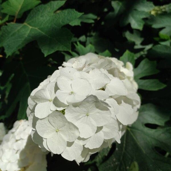 Hydrangea quercifolia Kwiat