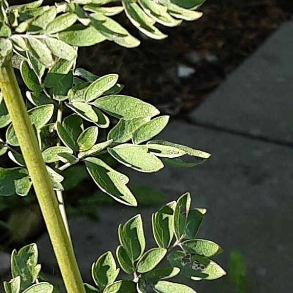 Thalictrum clavatum Leaf
