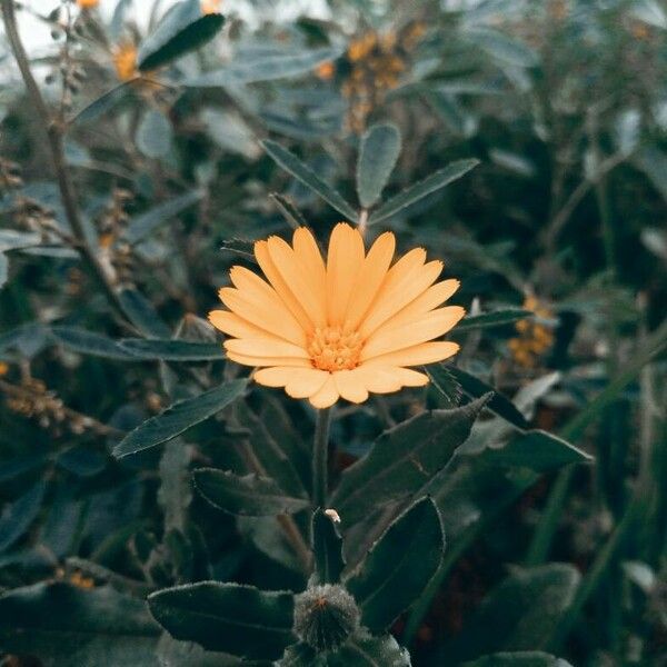 Calendula suffruticosa Cvet