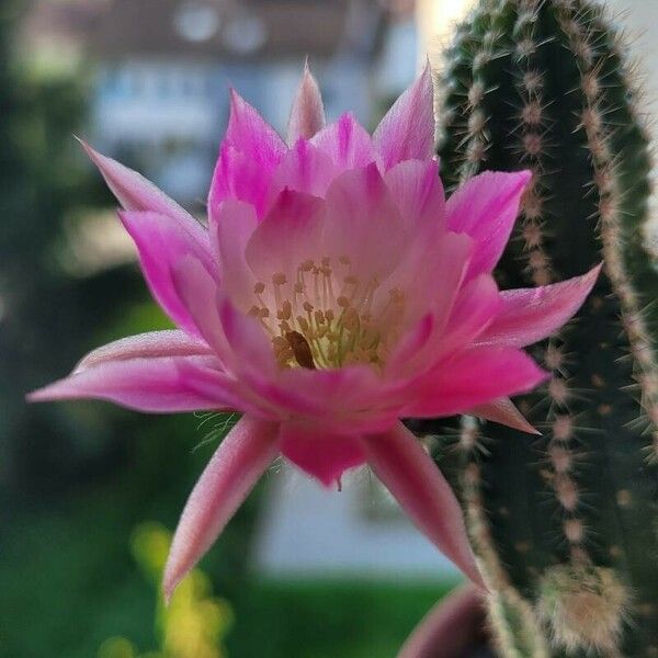 Chamaecereus silvestrii Kvet