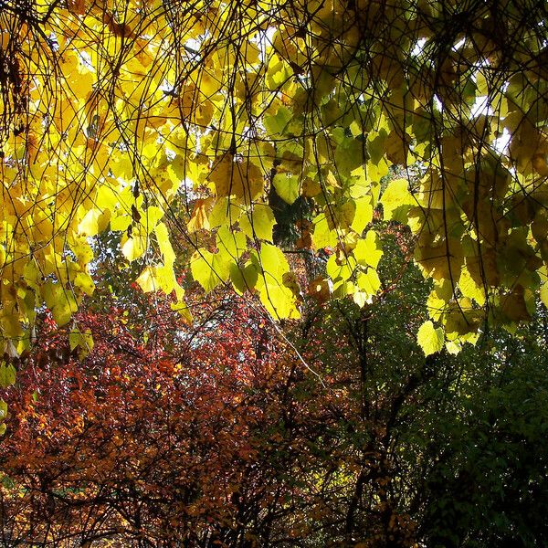 Vitis aestivalis Blad