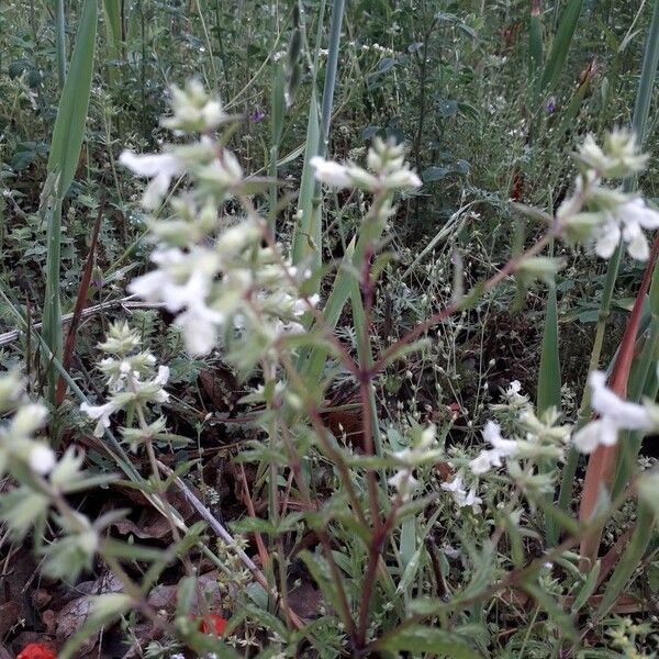 Stachys annua Habit