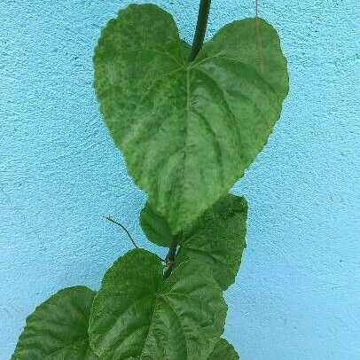 Cissus repens Blatt