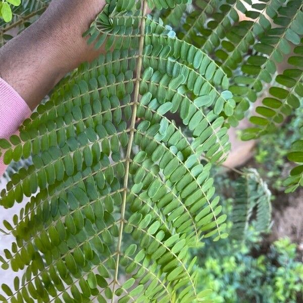 Peltophorum pterocarpum Leaf