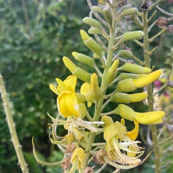 Sophora tomentosa Květ