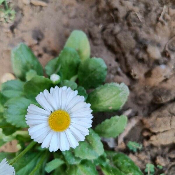 Bellis annua Blüte