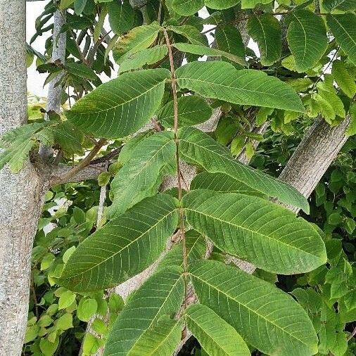 Juglans nigra पत्ता