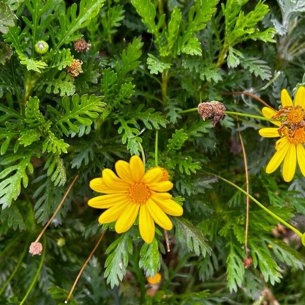 Euryops chrysanthemoides Kvet