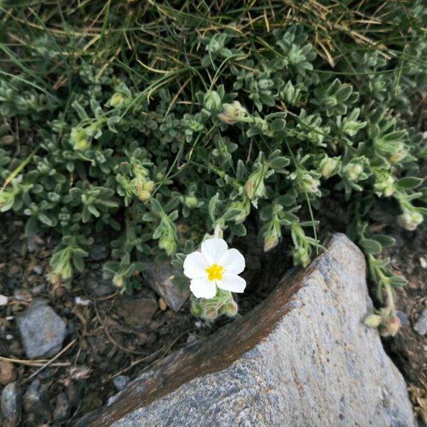 Helianthemum almeriense Cvet