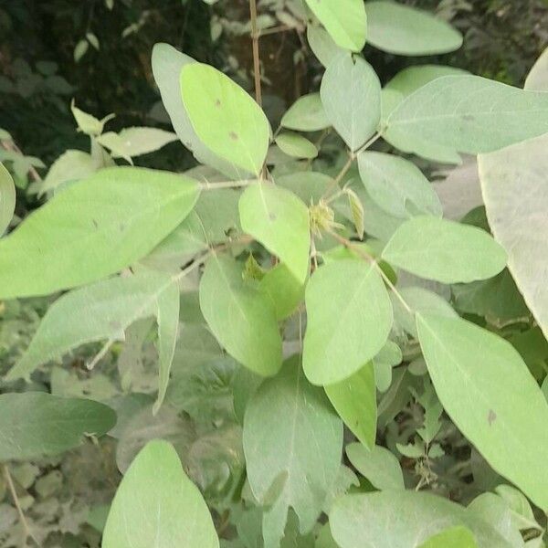 Desmodium tortuosum ശീലം