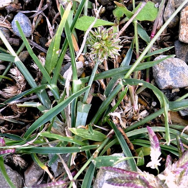 Eragrostis cilianensis Hoja