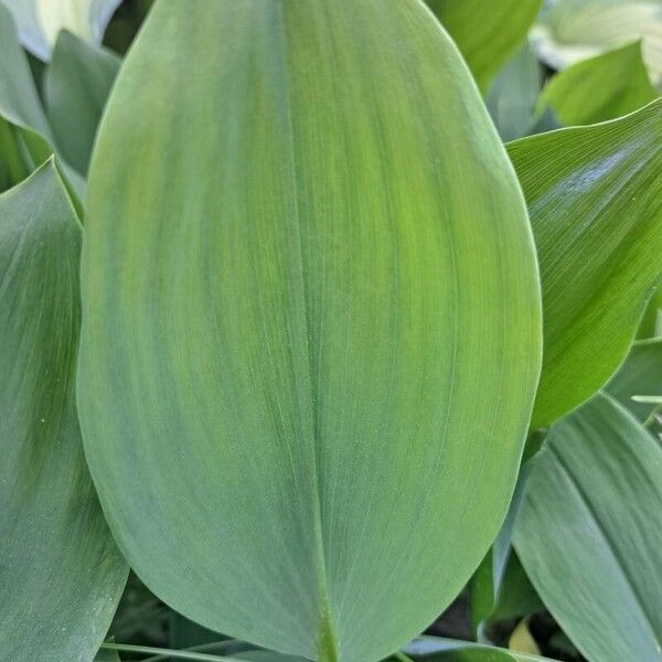 Convallaria majalis Leaf