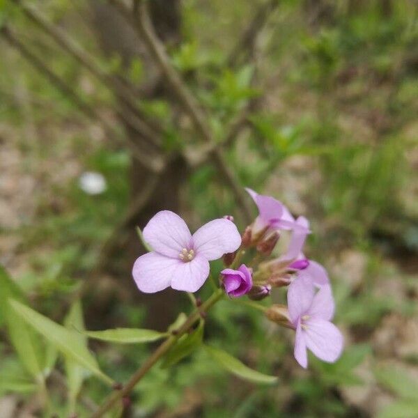 Cardamine bulbifera Flower