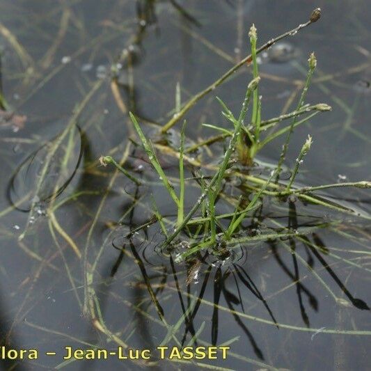 Isolepis fluitans Характер