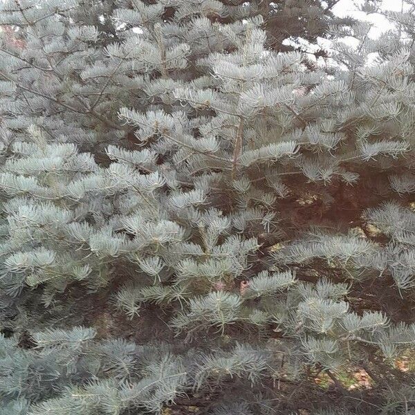 Abies concolor Habit