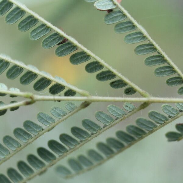 Acaciella villosa Leaf