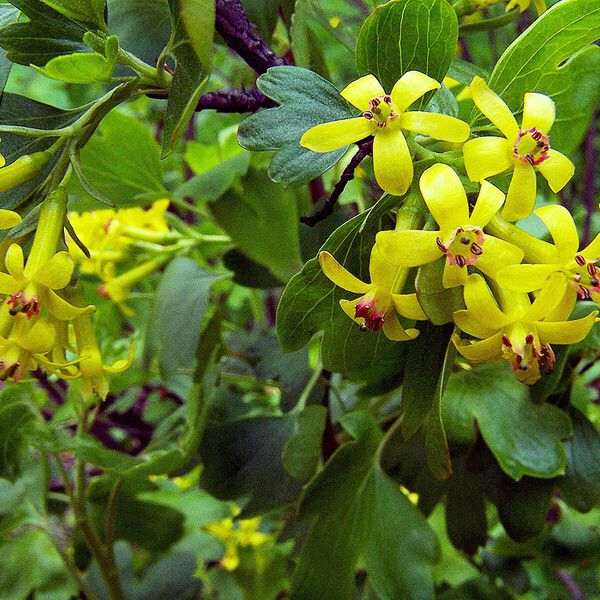 Ribes aureum Virág