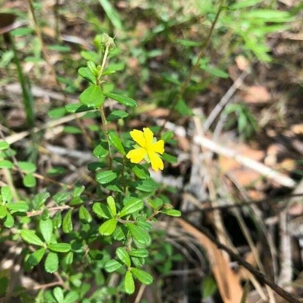 Hypericum hypericoides Fleur