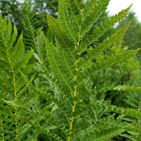 Osmundastrum cinnamomeum ഇല