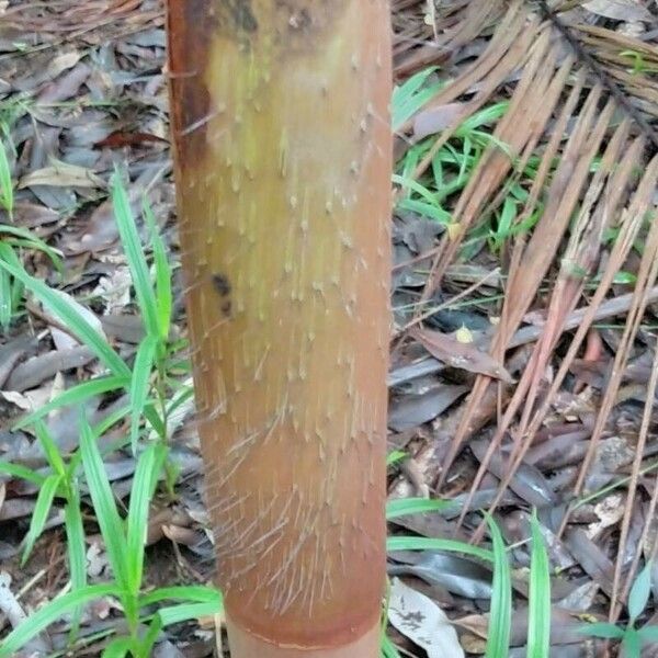 Acanthophoenix rubra Bark