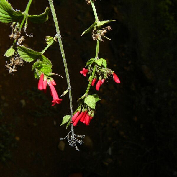 Russelia sarmentosa Цветок