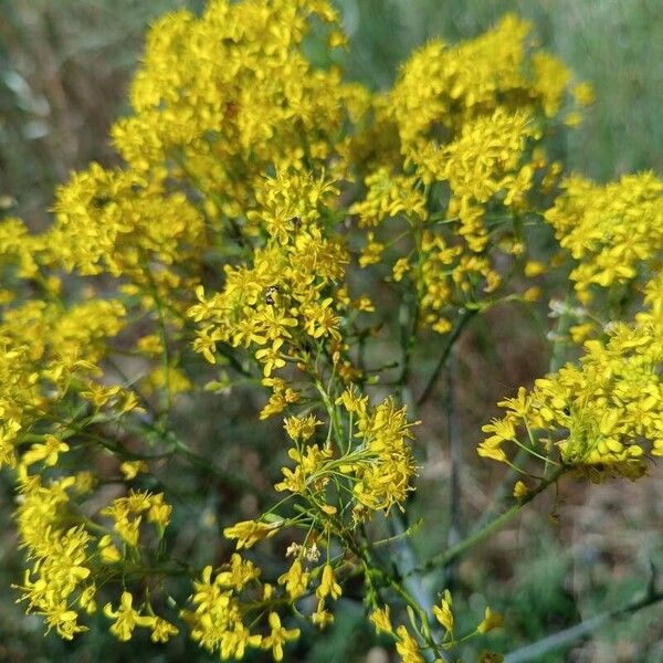 Isatis tinctoria Blüte