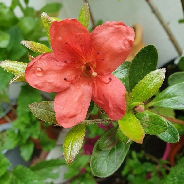 Rhododendron calendulaceum Blomma