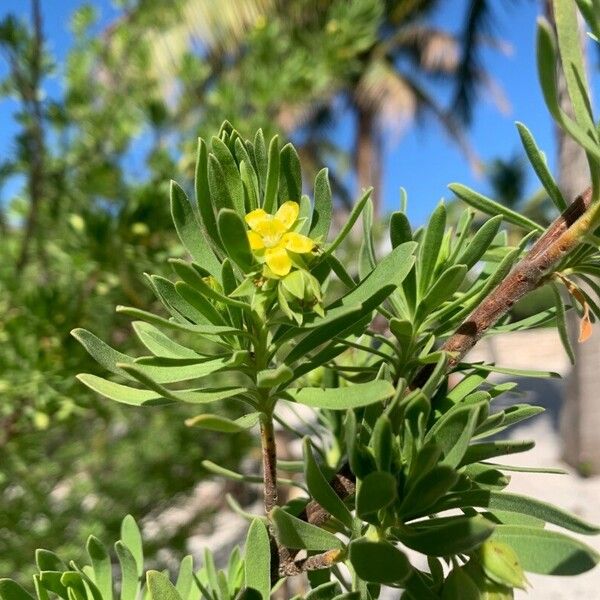 Suriana maritima Flor