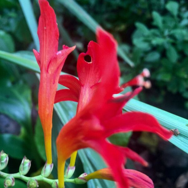 Crocosmia × crocosmiiflora 花