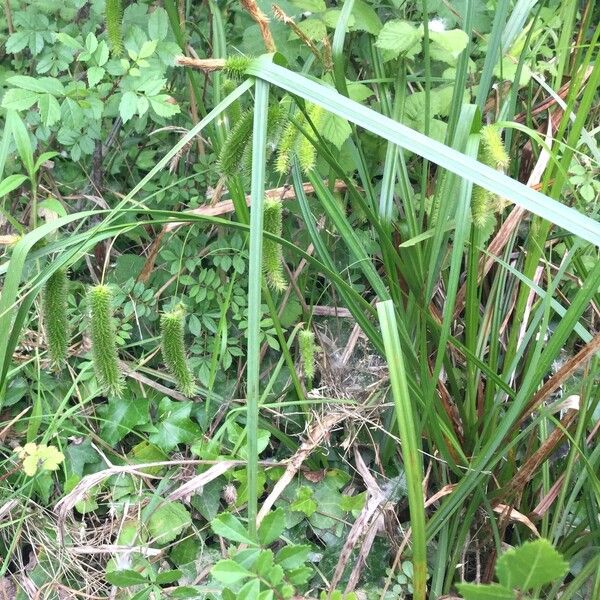 Carex pseudocyperus Цвят