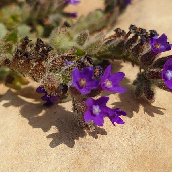 Anchusa undulata പുഷ്പം