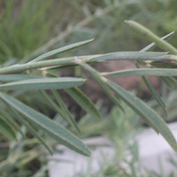 Indigofera lespedezioides Leaf